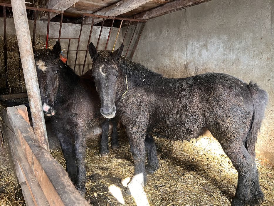 Iapa de 4 ani si doua manze negre de vanzare