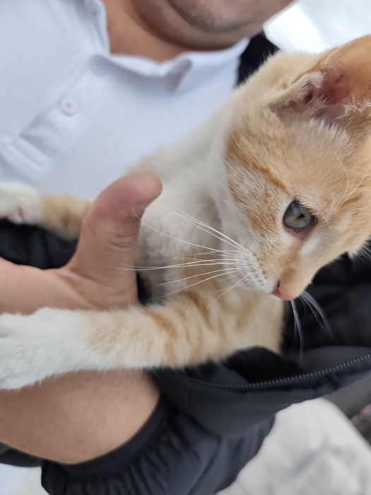 Îngrijire animale de companie talie mica și blande