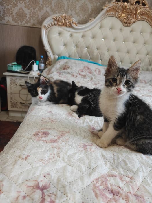 Отдаем котят в добрые руки