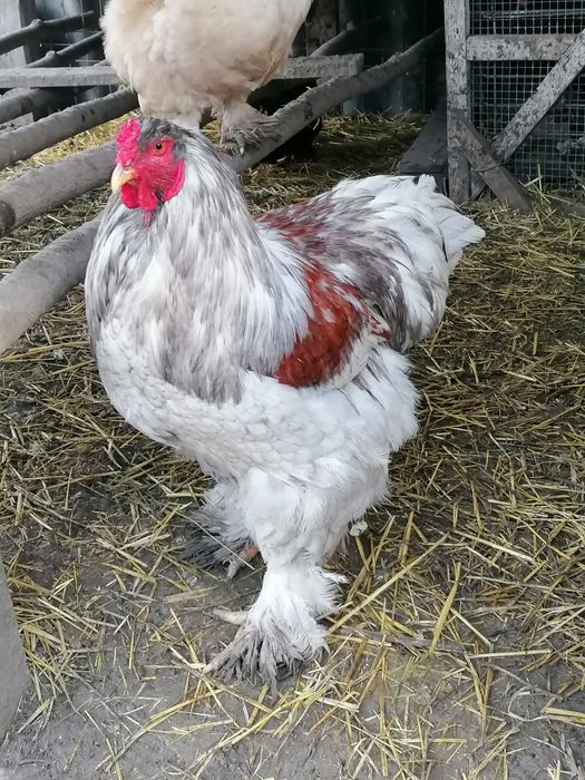 Vând ouă pentru incubat