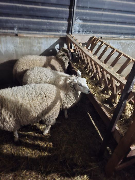 Vând mieluțe  de 7luni