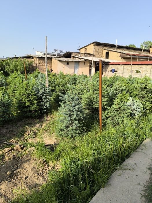 Голубой ель энг зурлари