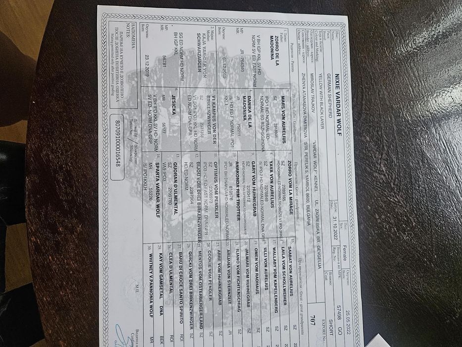 Малки немски овчарки