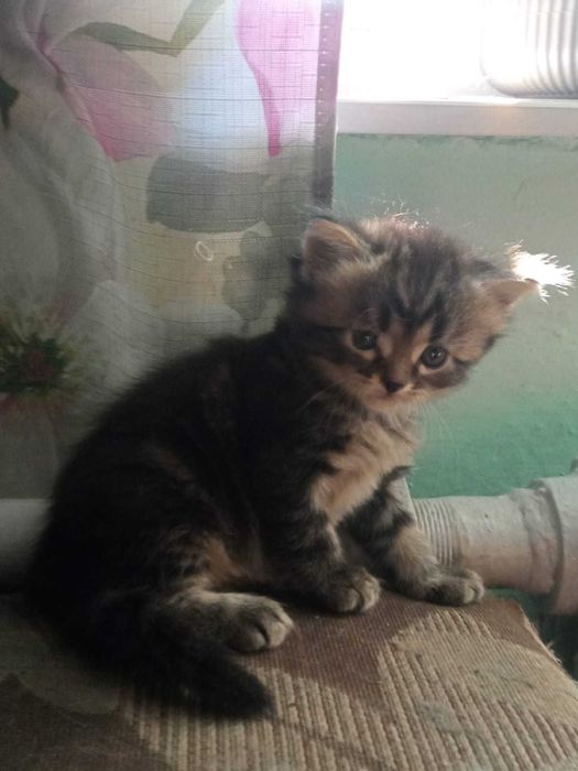 Отдам котят в хорошие руки ,