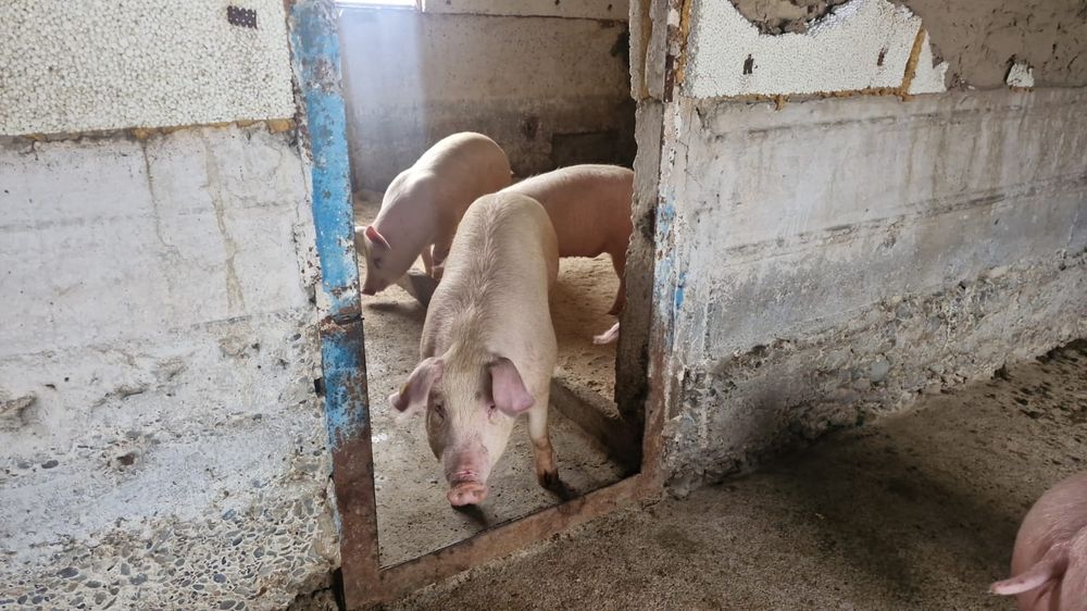 Парасята, свинья