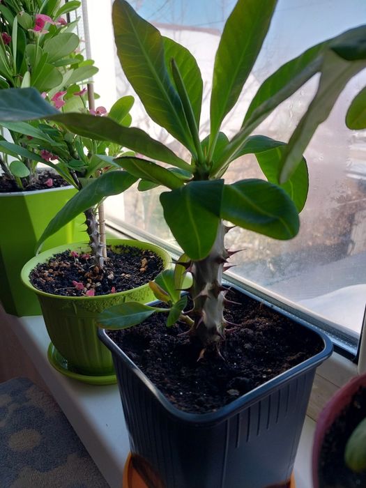 Молочай Милиуса сортовой. Крупноцветковый.