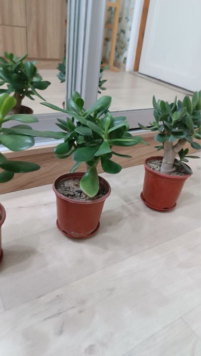 Продаются комнатные растенния