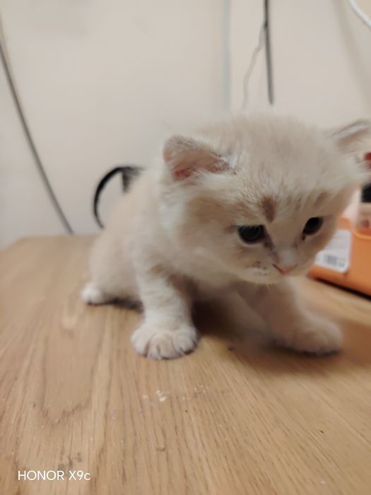 Продаётся кошка с котёнком
