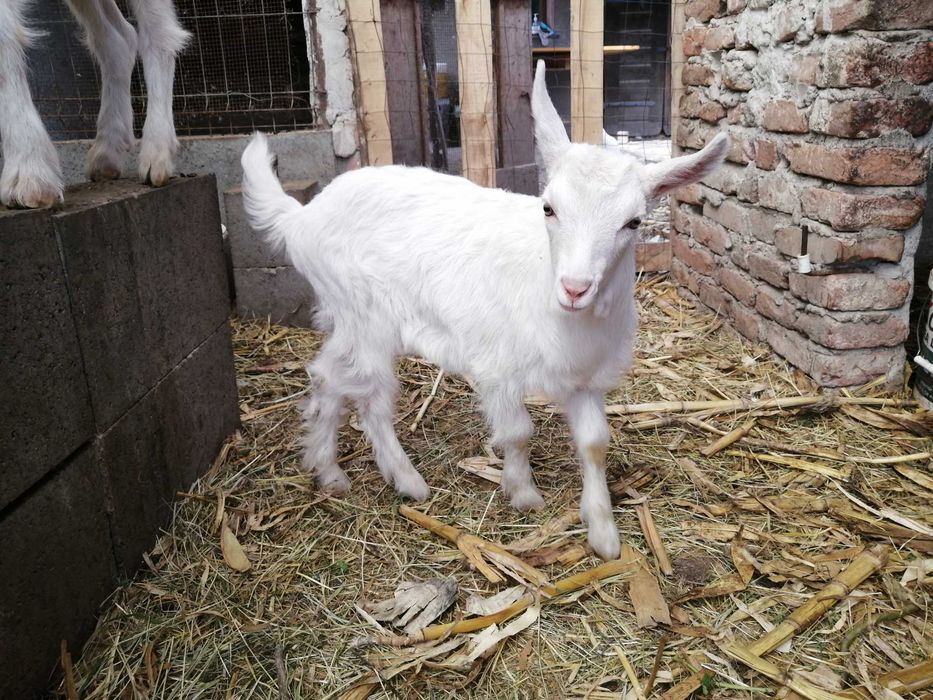 Iezi de vănzare la Diosig