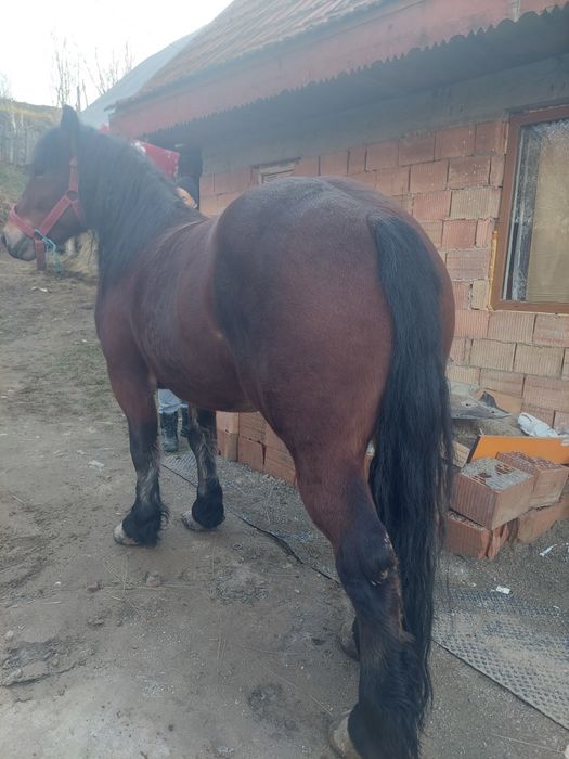 Manza semi grea de vânzare 4 ani  prețul e în euro negociabil