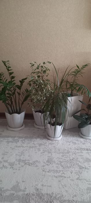 Продам комнатные цветы