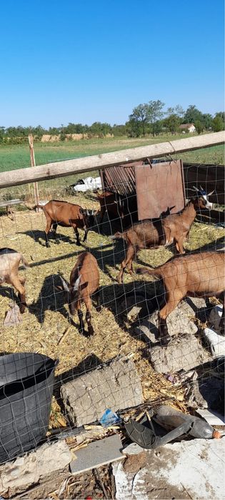 Țap carpatin francez de vînzare