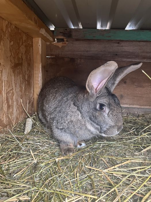 Mascul de Urias German Metis