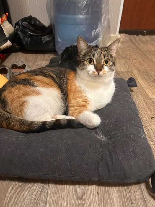 Отдам в добрые руки !