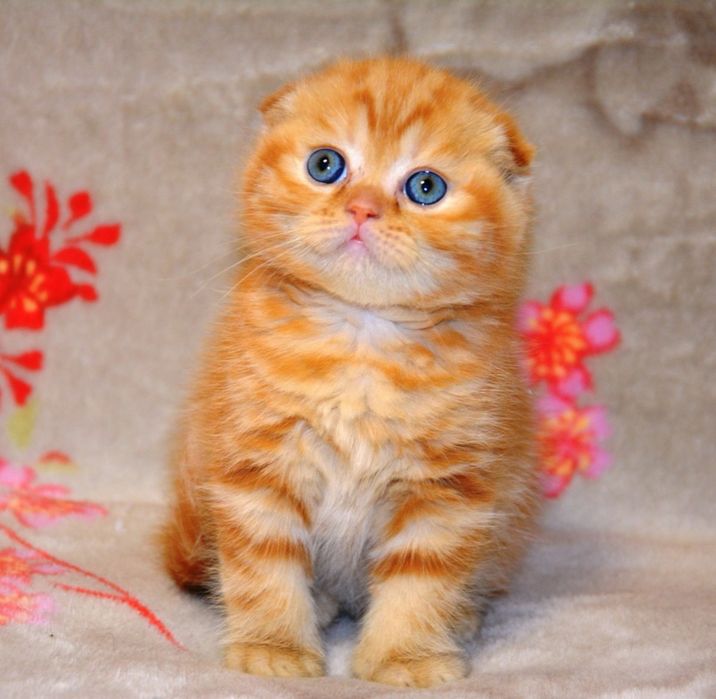 Вислоухие котята шотландские