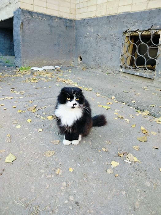 Очень красивый шотландец