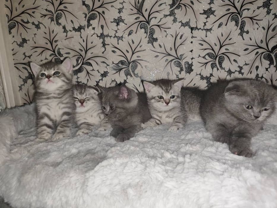 Продаётся кошки мама  с детьми