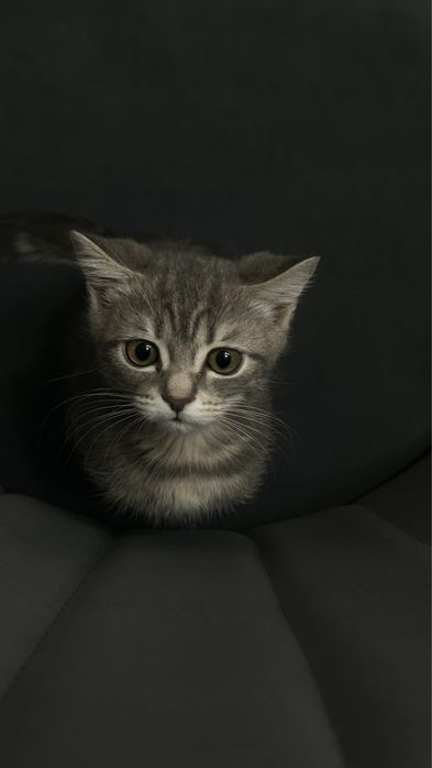 Продам котенка.Шотландская скоттиш страйт,родился в ноябре