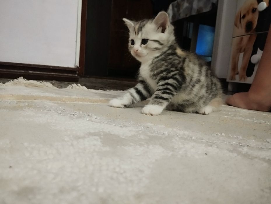 Отдам котят даром