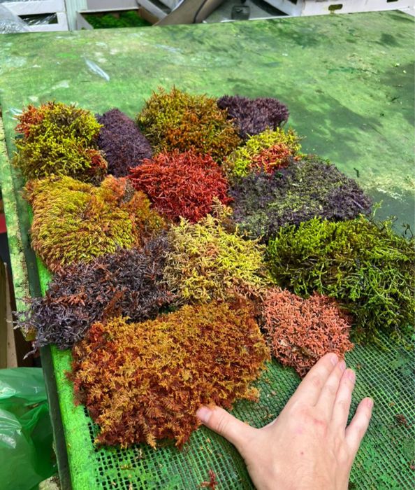 Стабилизированные растения в декоре