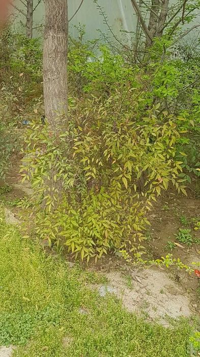 Нандина, саженцы