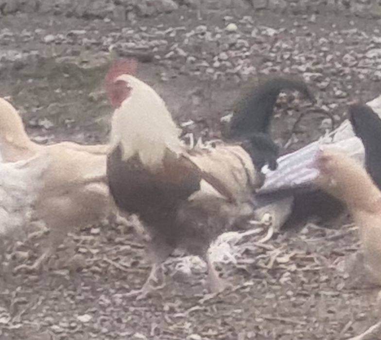 Здаровый домашный куры