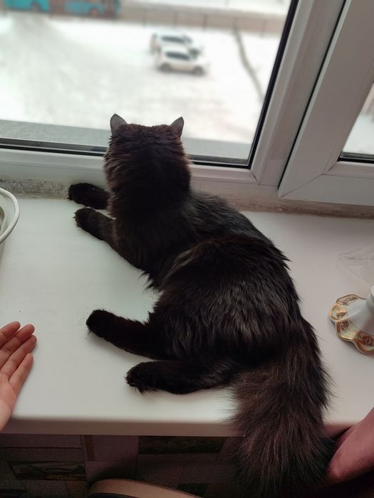 Чёрная красотка!!