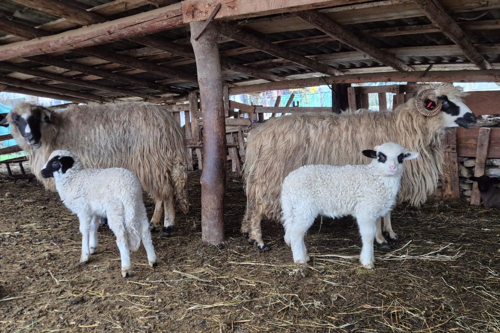De vânzare oi cu miei