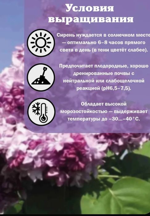 Продам саженцы сирени привизеные с России