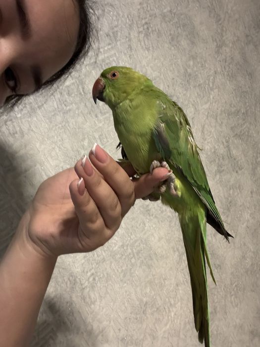 Ожереловый попугай продам