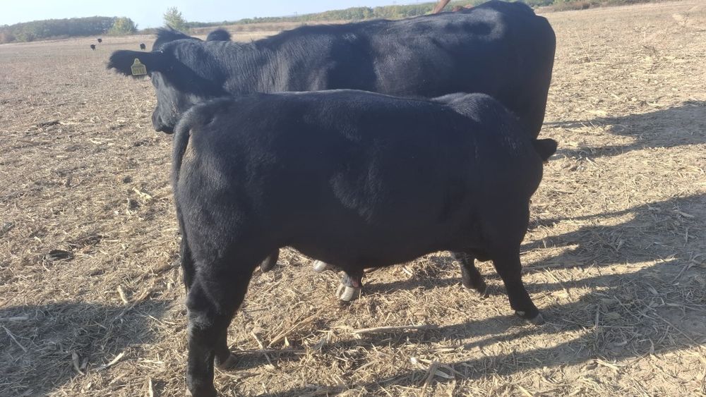 Vand vitei angus