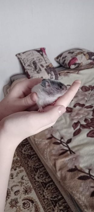 Отдам даром сирийских хомяков