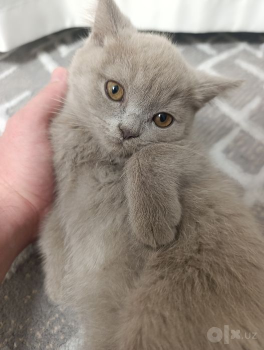 Скоттиш Фолд ва Скоттиш Страйт 3та у́гил Кошки Котята Мушук