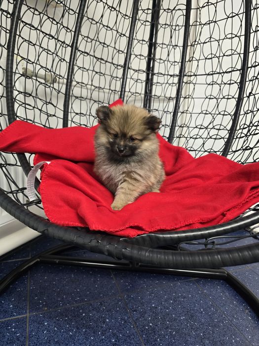 Померан Померанче