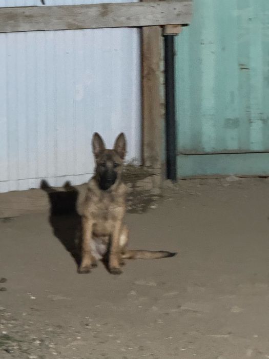 Продам бельгийскую овчарку