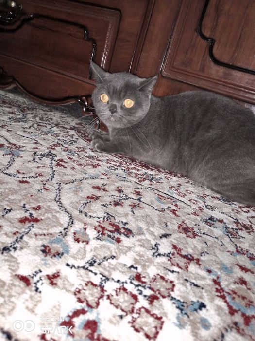 Mushuk sotiladi moda arzon narxda