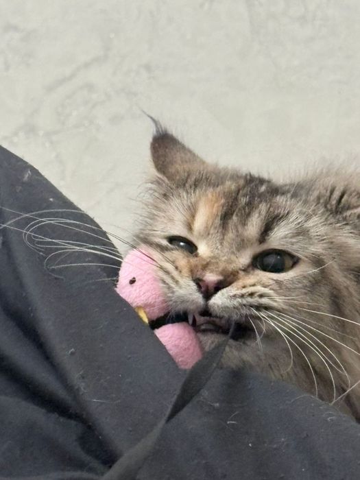 Норвежская лесная кошка