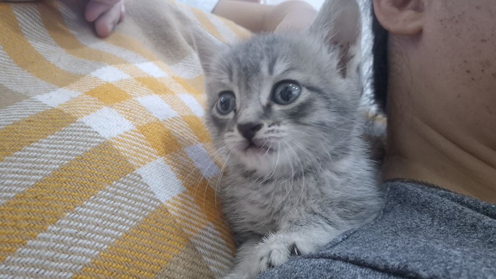 Котенок-мальчик в добрые руки