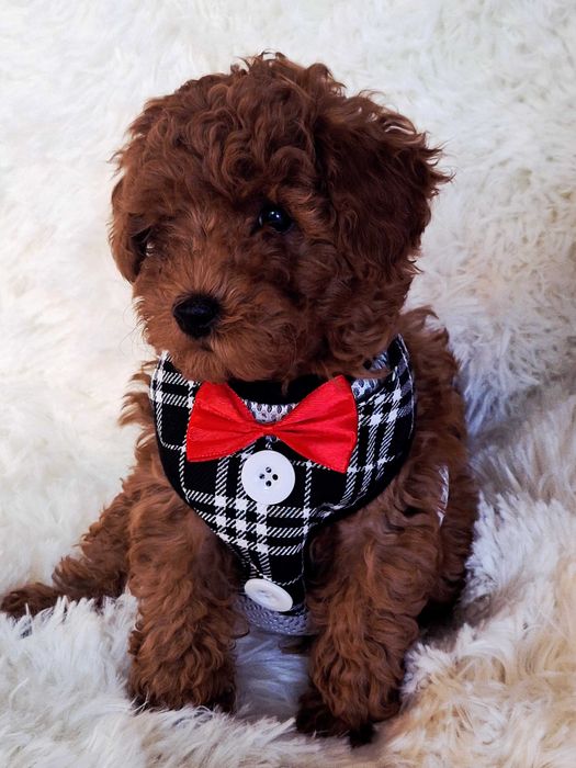 Той пудел & Мини пудел,  Fci, Genetic, PL