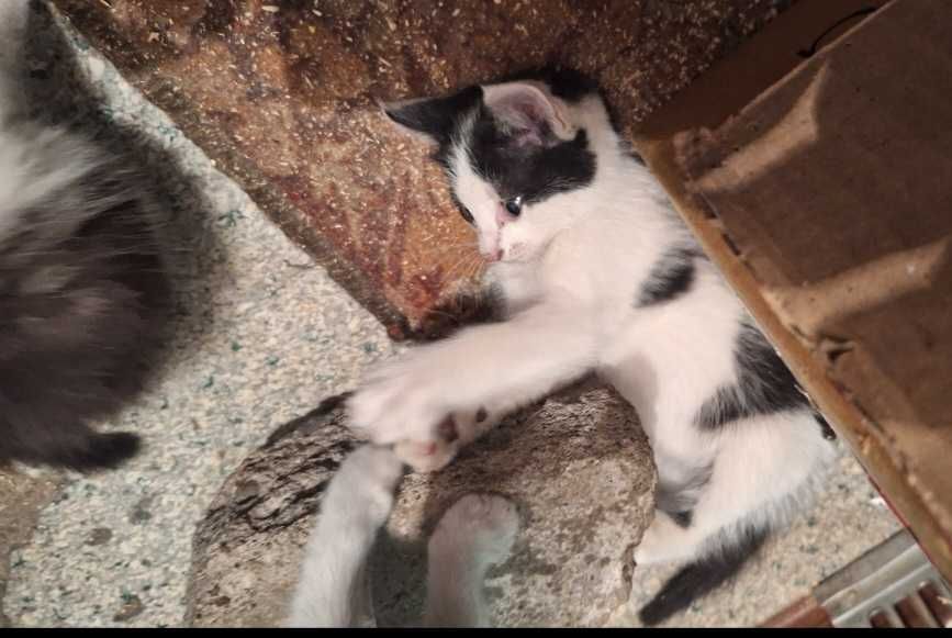 Котята мальчики и девочки 2 месяца