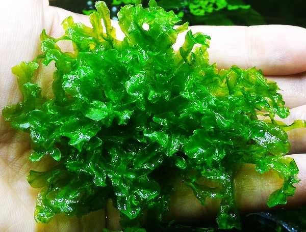 Plante Muschi de acvariu/Coral Moss/ Fissidens/ Christmas/ Flame/Pelia