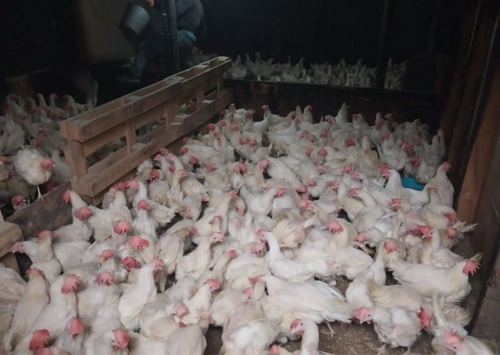 Куры несушки продам и доставлю