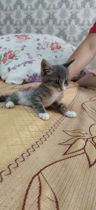 Домашние чистые котята