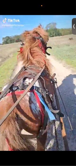 Ponei de 6 anii de vânzare