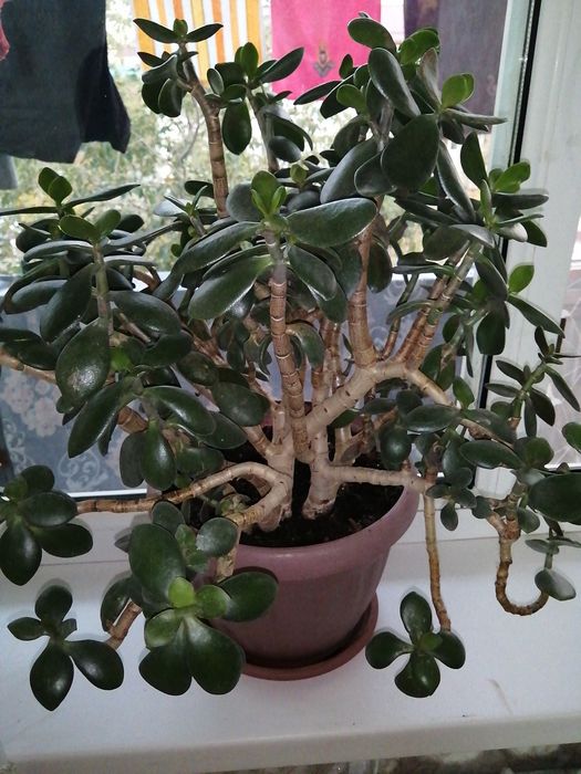 Комнатное растение