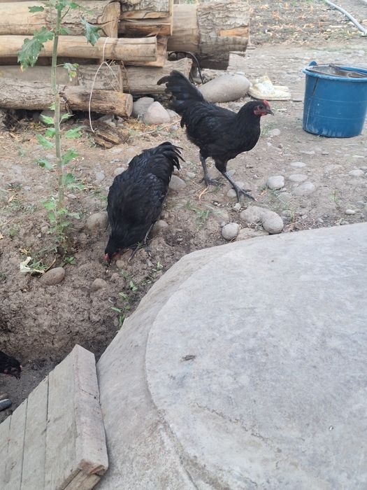 Ruminski Avstralop jo'ja xorozlari sotiladi