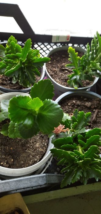 Коланхое цветущий