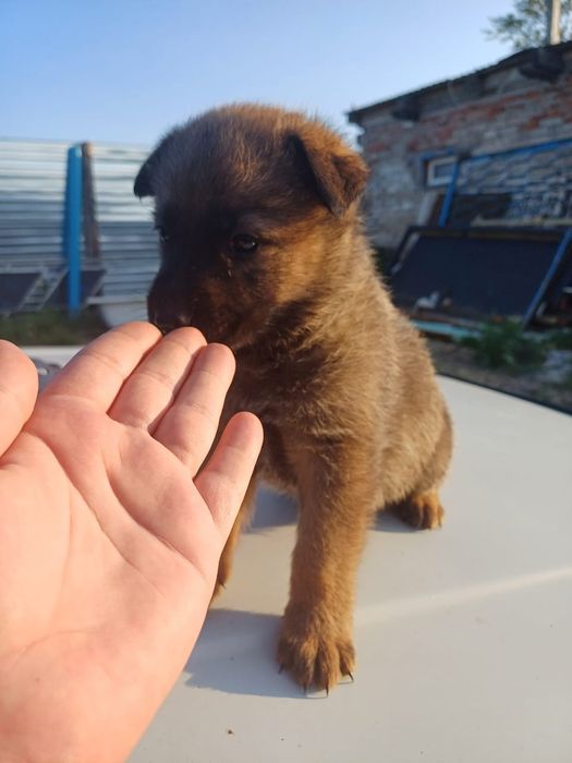 Продам щенков немецкой овчарки