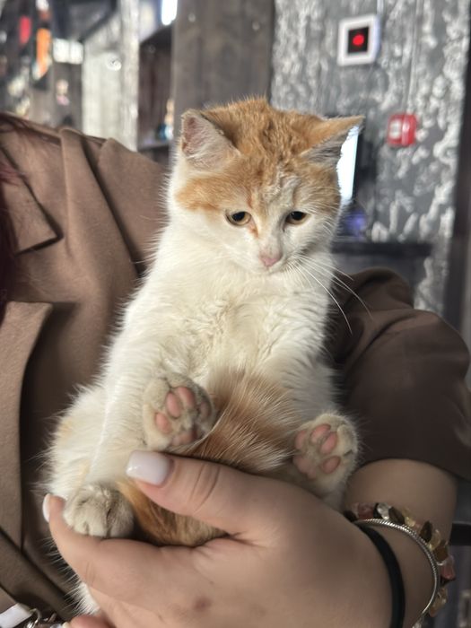 кошечка в добрые руки