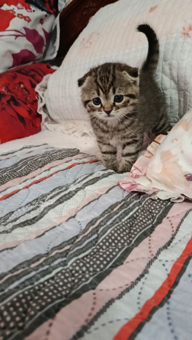 Продаются шикарные котята Британскии веслоухие